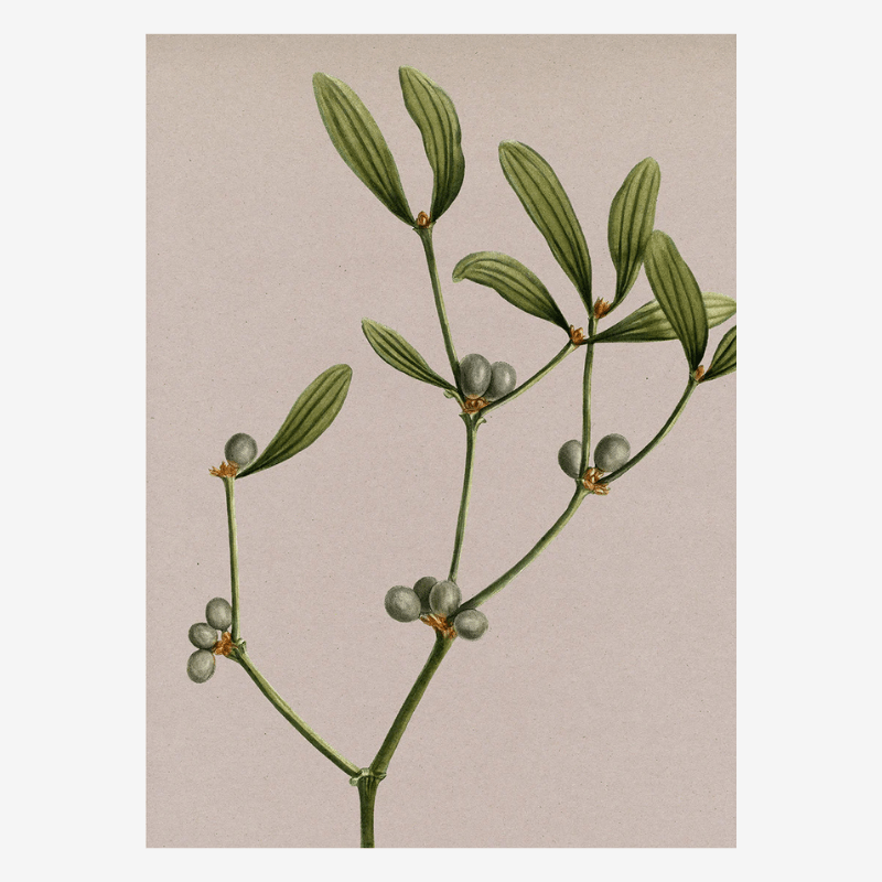 Mistletoe Botanical Framed Print - 50x70 6221 - Uneeka