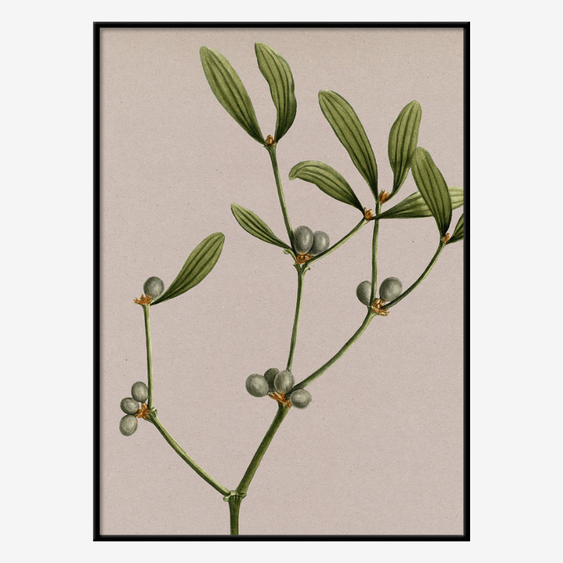 Mistletoe Botanical Framed Print - BFG 50x70 6221 - Uneeka