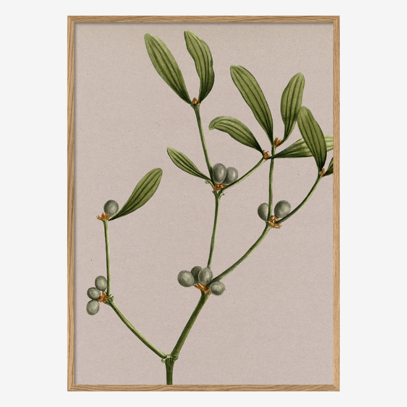 Mistletoe Botanical Framed Print - OFG 50x70 6221 - Uneeka