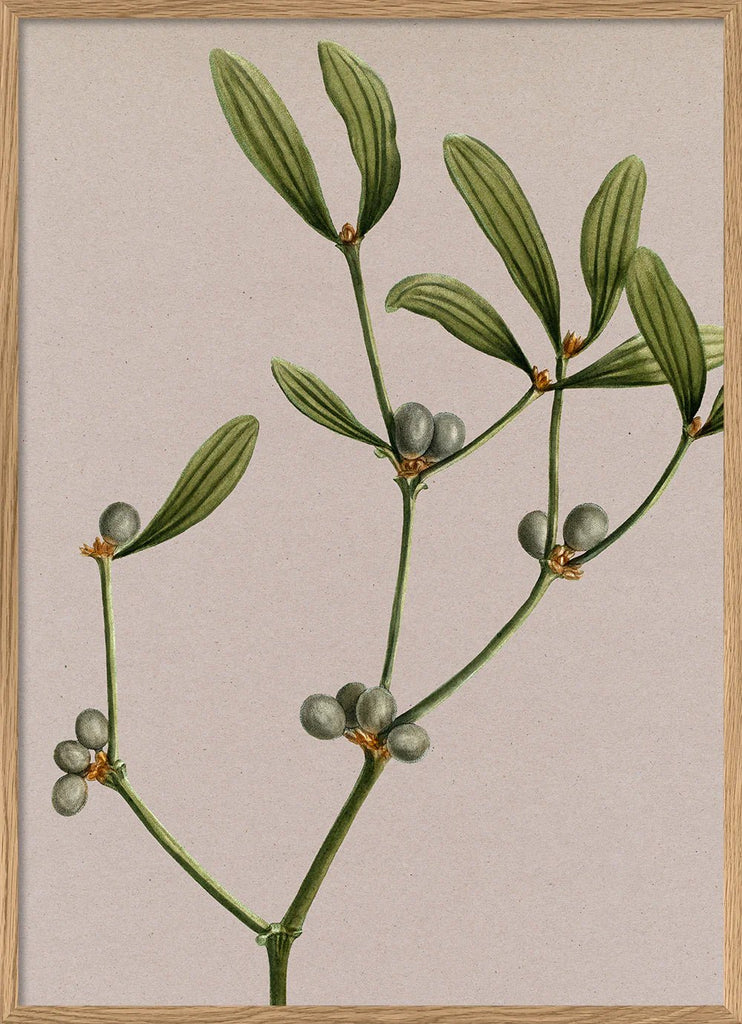 Mistletoe Botanical Framed Print - OFG 50x70 6221 - Uneeka