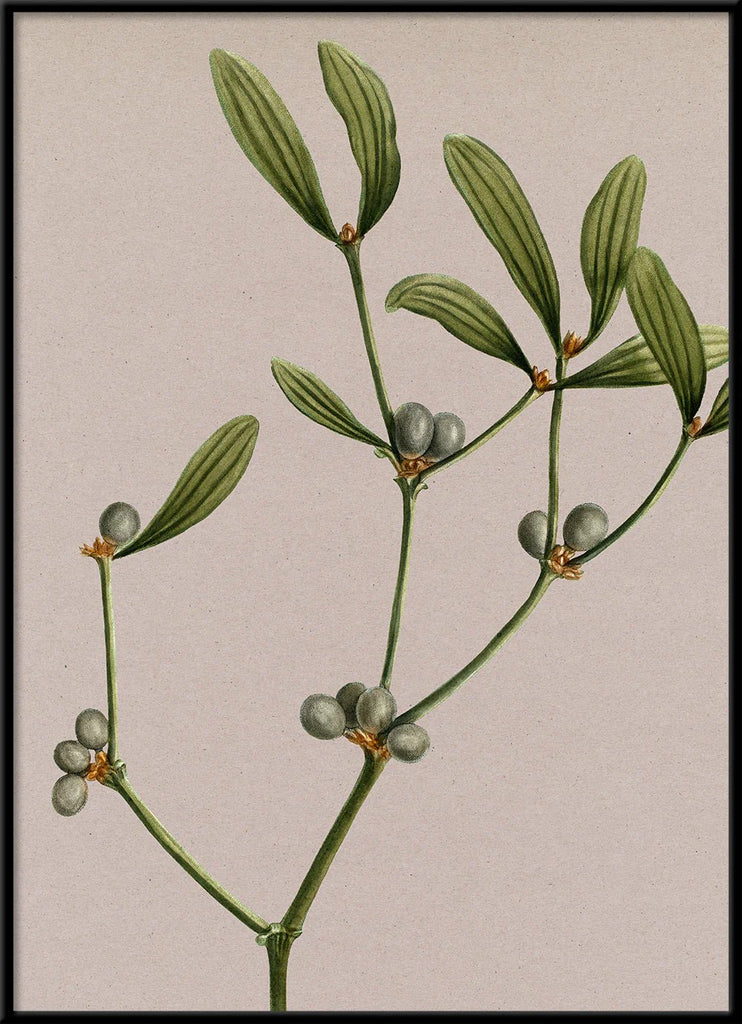 Mistletoe Botanical Framed Print - BFG 50x70 6221 - Uneeka