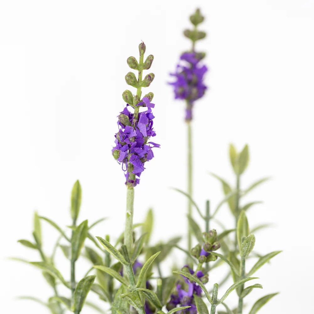 Mixed Lavender in Black Pot - PG21281 - Uneeka