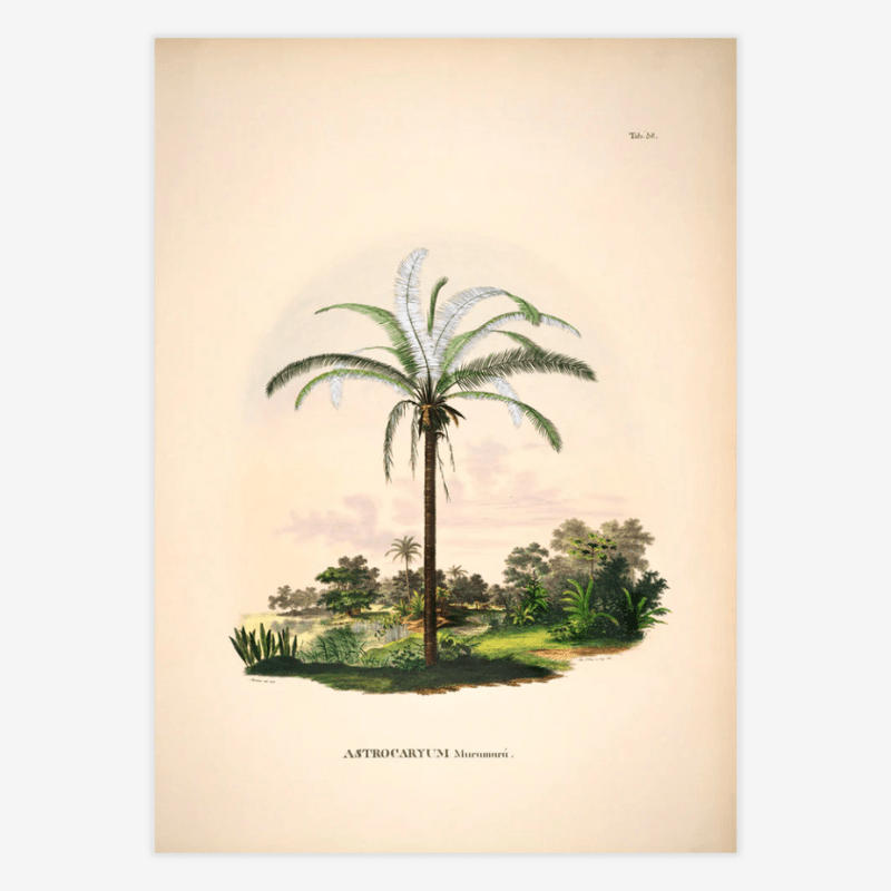 Murumuru Palm Framed Art Print - 50x70 3501 - Uneeka