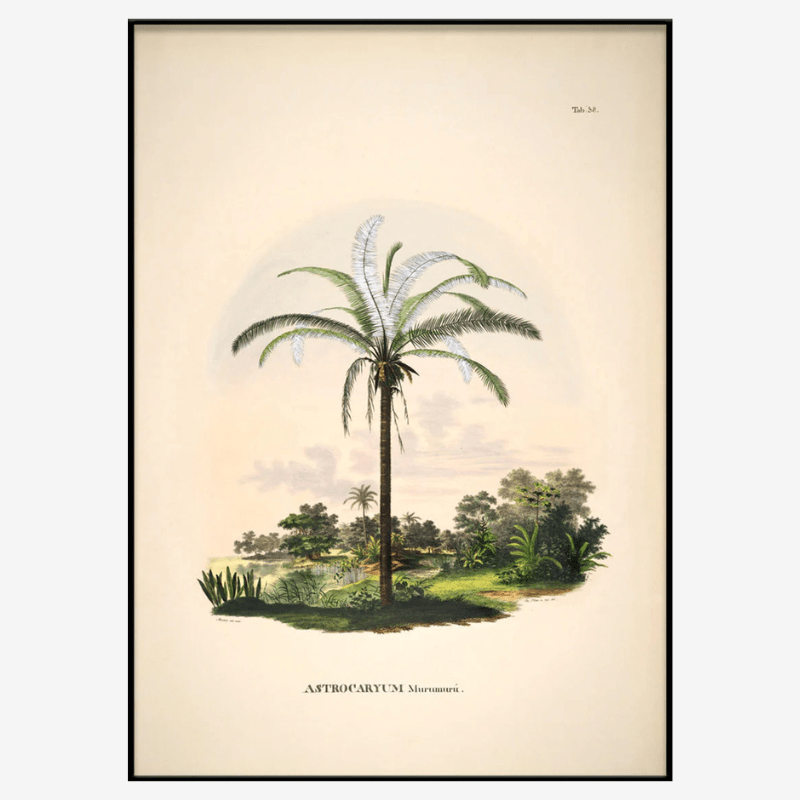 Murumuru Palm Framed Art Print - BFG 50x70 3501 - Uneeka