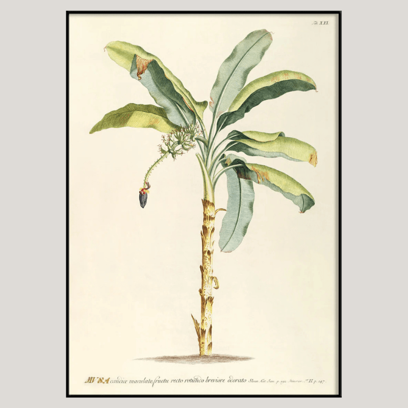 Musa Banana Palm Tree Framed Art Print - BFG 50x70 3705 - Uneeka