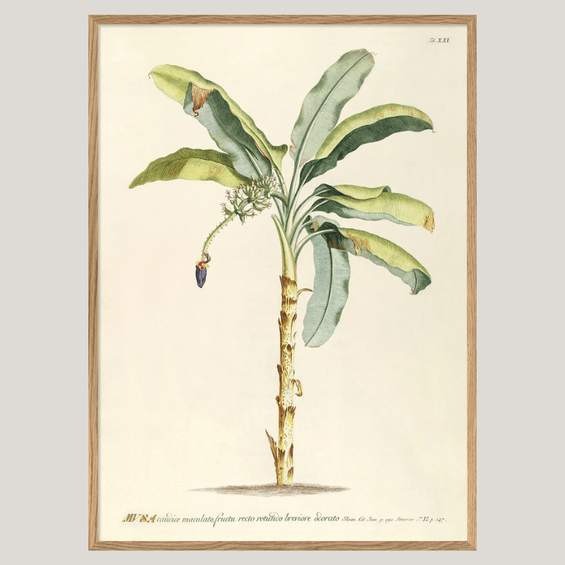 Musa Banana Palm Tree Framed Art Print - OFG 50x70 3705 - Uneeka