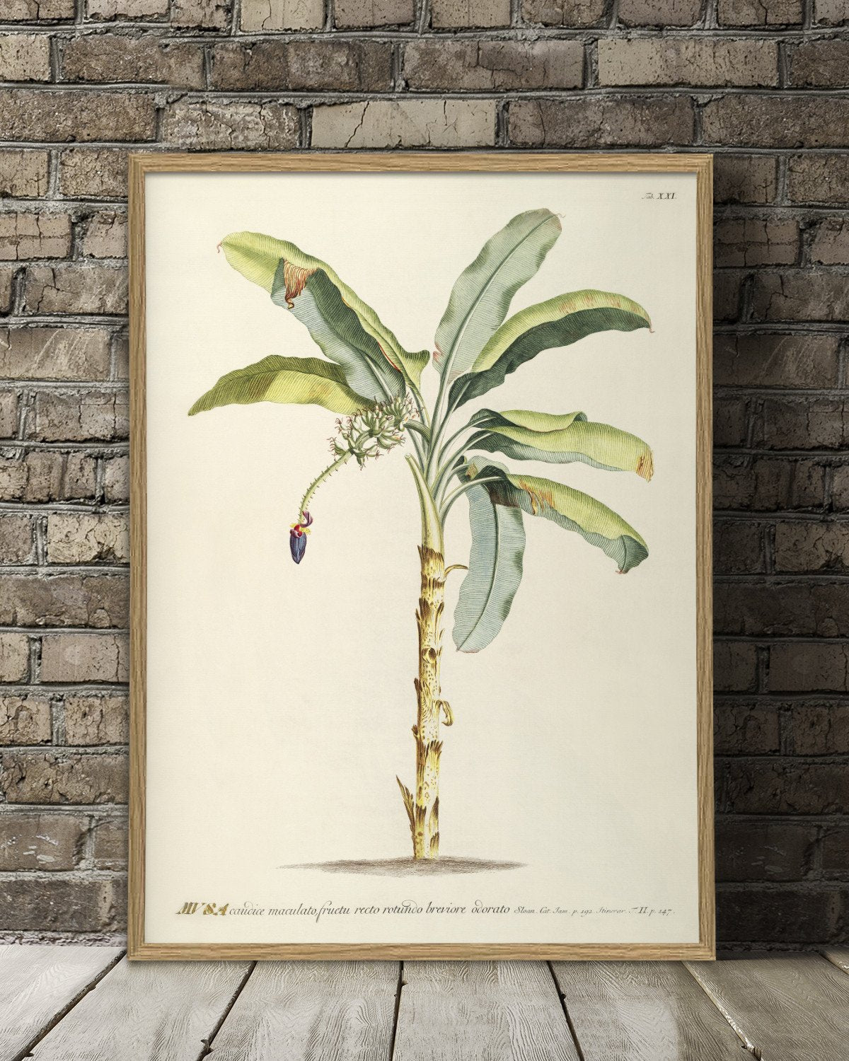 Musa Banana Palm Tree Framed Art Print - 50x70 3705 - Uneeka
