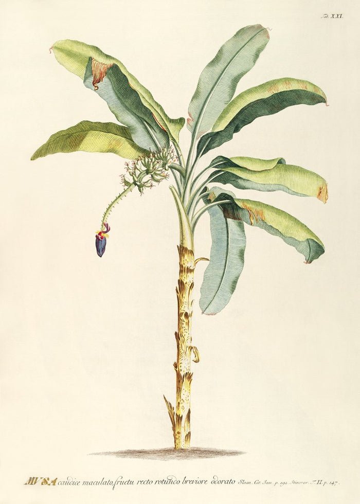 Musa Banana Palm Tree Framed Art Print - 50x70 3705 - Uneeka