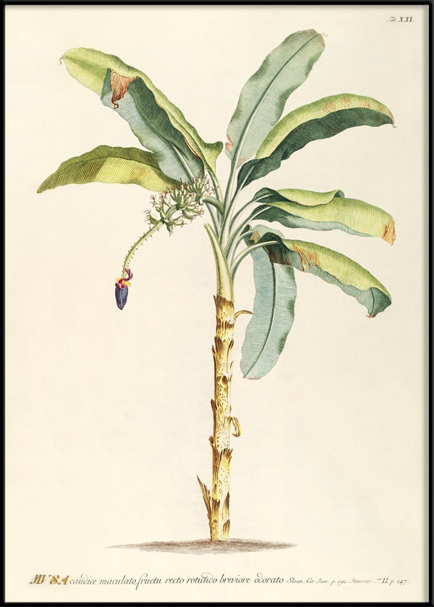 Musa Banana Palm Tree Framed Art Print - BFG 50x70 3705 - Uneeka