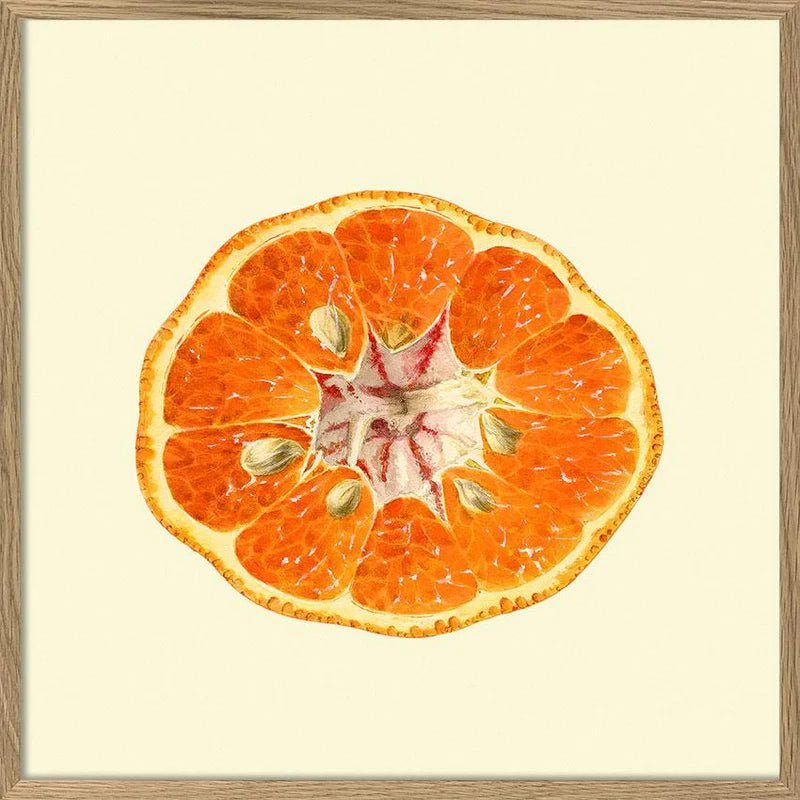 Open Mandarin Framed Art Print - OFG 30x30 5810 - Uneeka