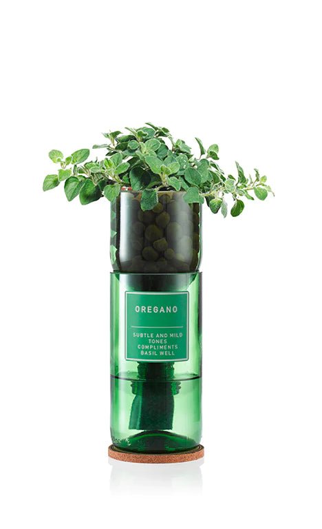 Oregano Hydro Herb - OREGANO - Uneeka