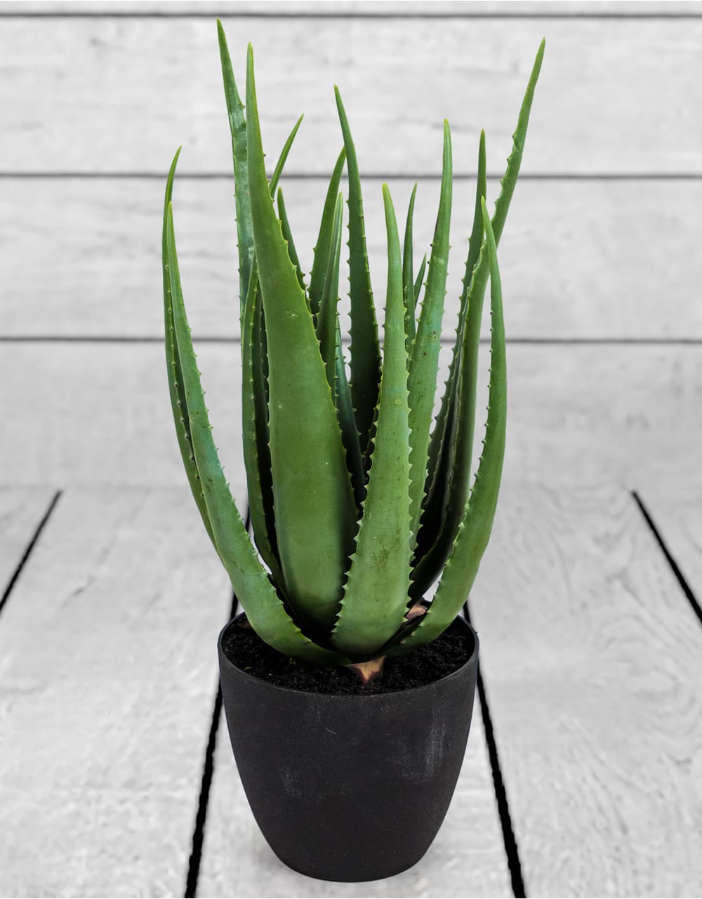 Ornamental Aloe Plant with Black Pot - AF51 - Uneeka