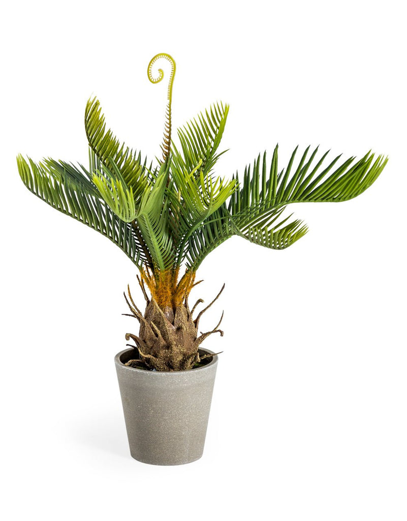 Ornamental Cycad With Grey Pot - AF68 - Uneeka