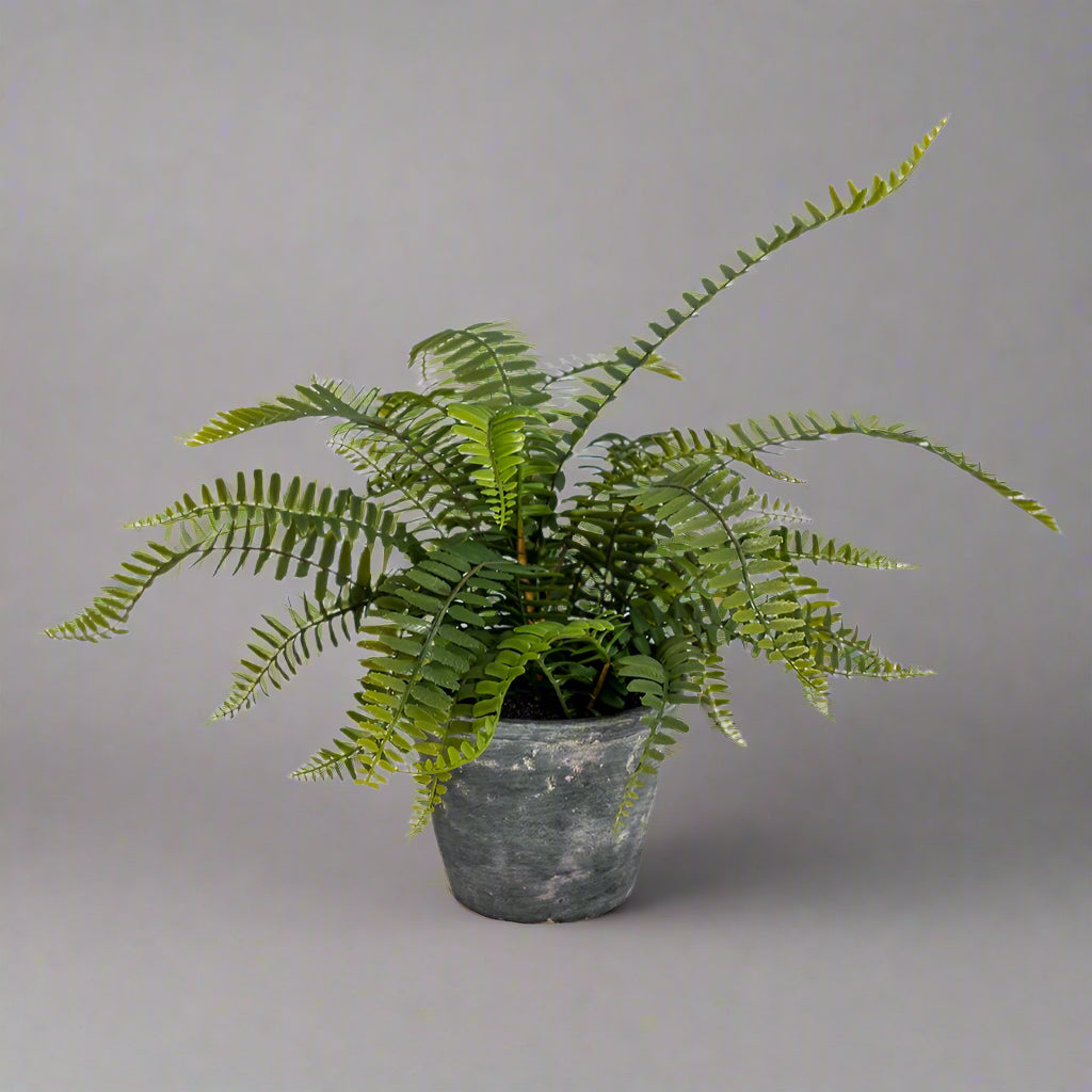 Ornamental Fern Plant Potted in Concrete Pot - AF81 - Uneeka