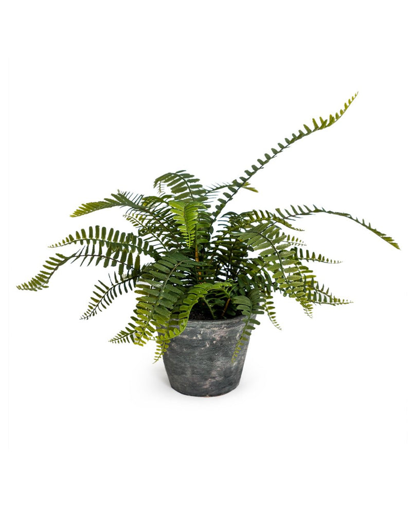 Ornamental Fern Plant Potted in Concrete Pot - AF81 - Uneeka