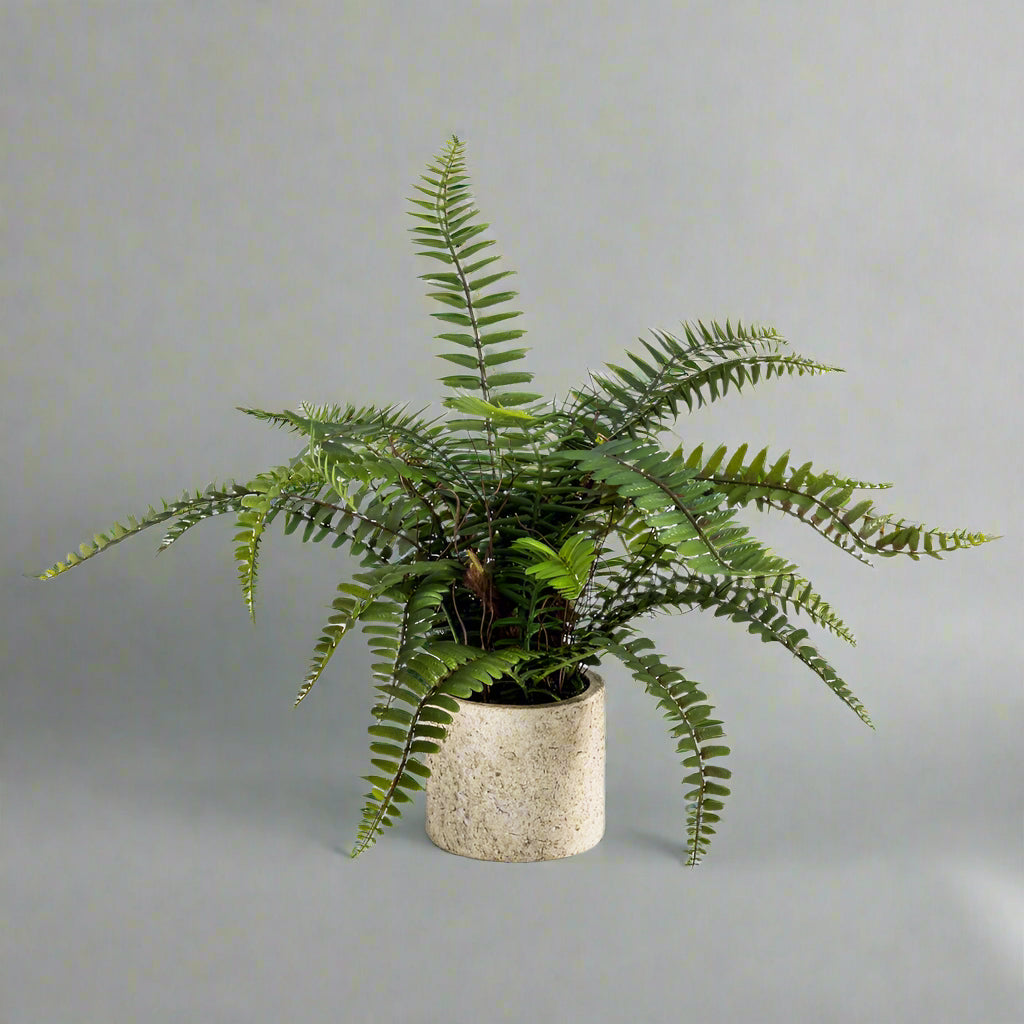 Ornamental Potted Fern Plant - AF69 - Uneeka