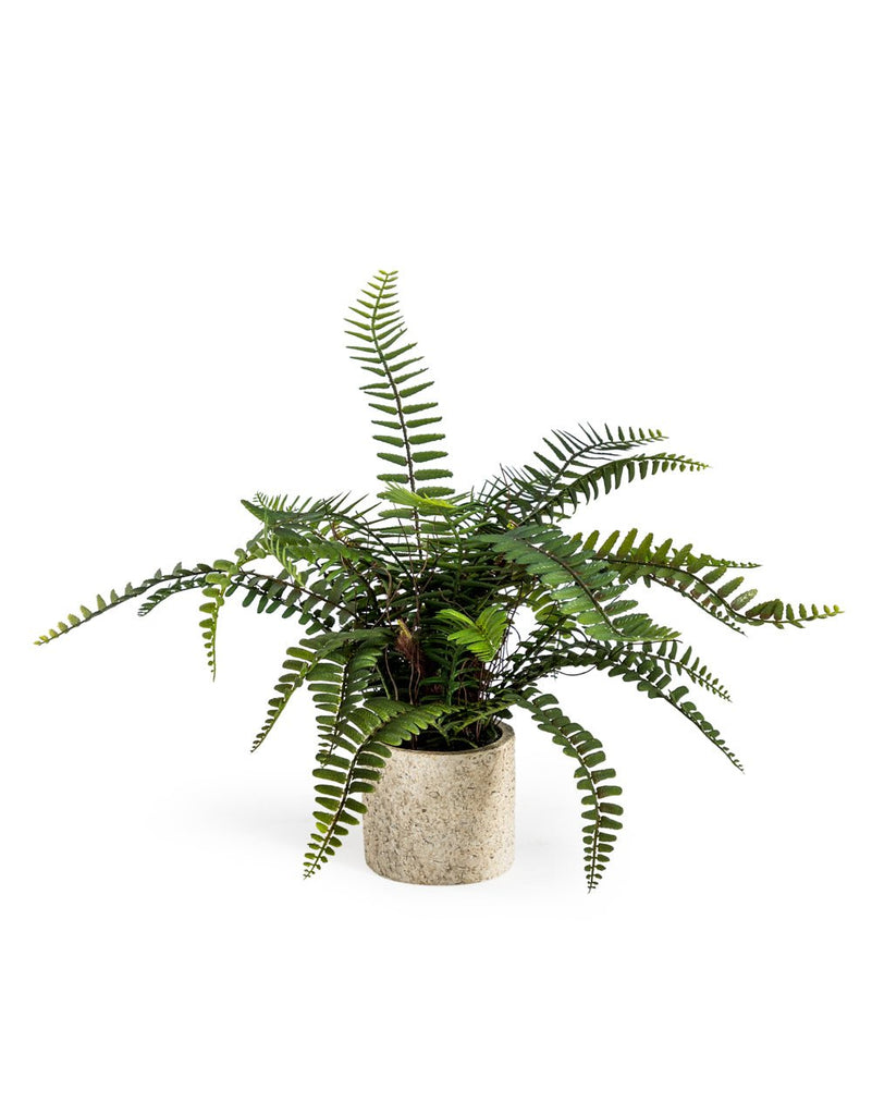 Ornamental Potted Fern Plant - AF69 - Uneeka