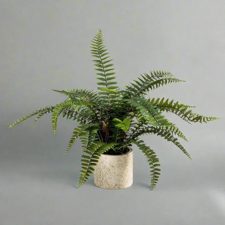 Ornamental Potted Fern Plant - AF69 - Uneeka