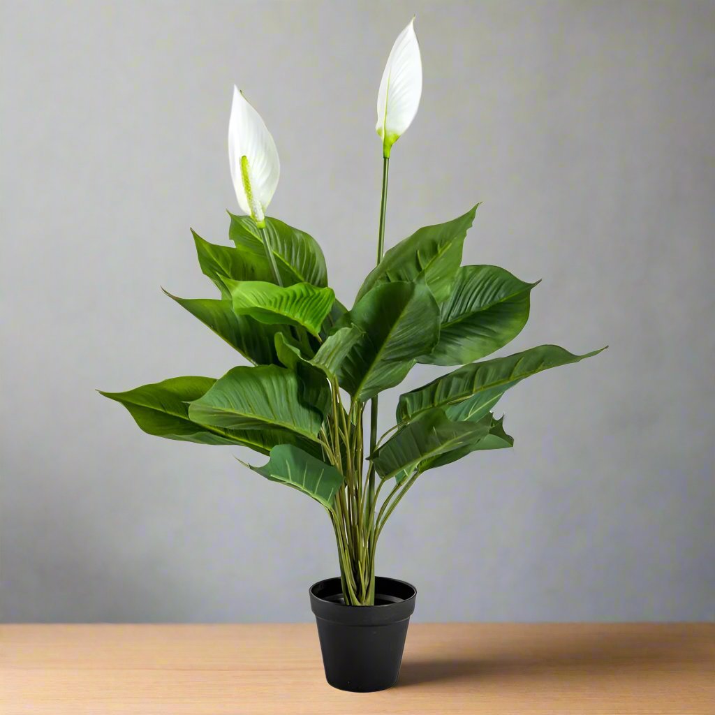 Ornamental Potted Peace Lily Plant - AF64 - Uneeka