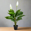 Ornamental Potted Peace Lily Plant - AF64 - Uneeka