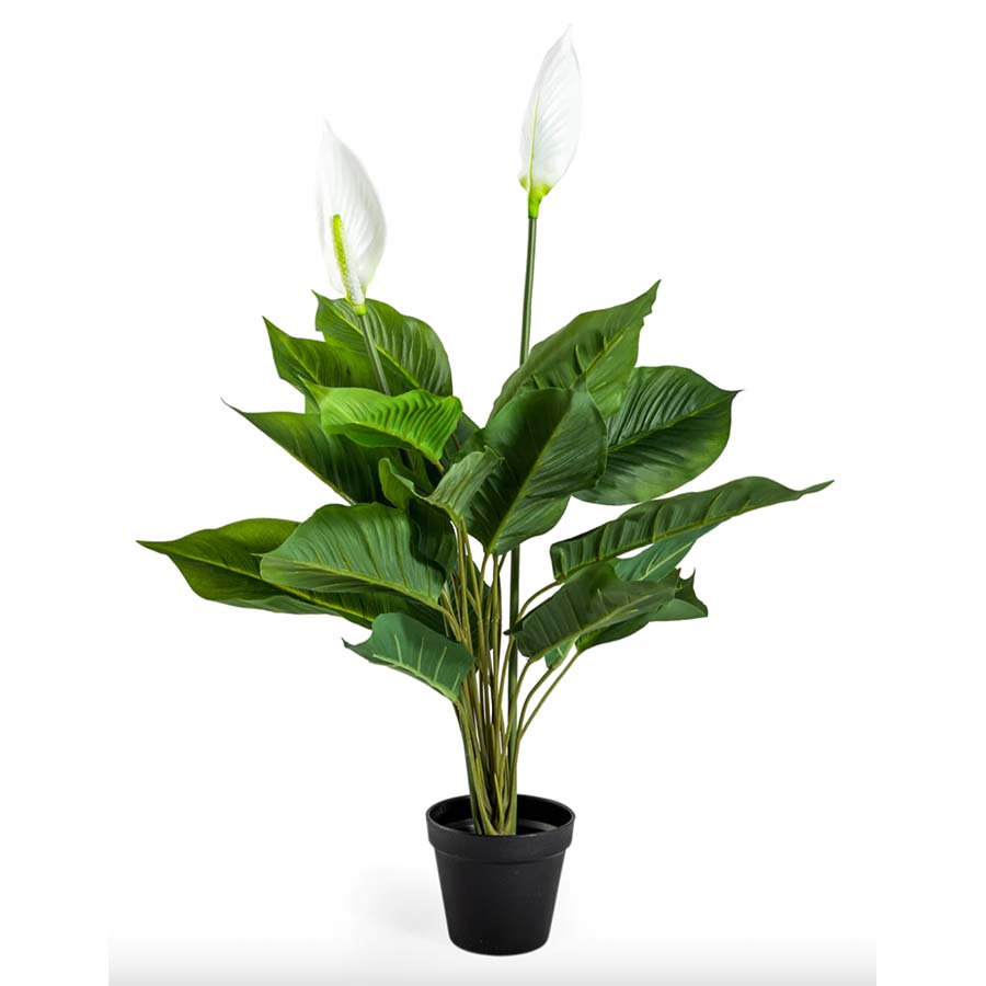 Ornamental Potted Peace Lily Plant - AF64 - Uneeka