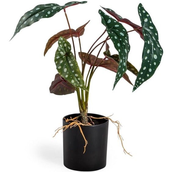 Ornamental Potted Philo Leaf Plant - AF67 - Uneeka