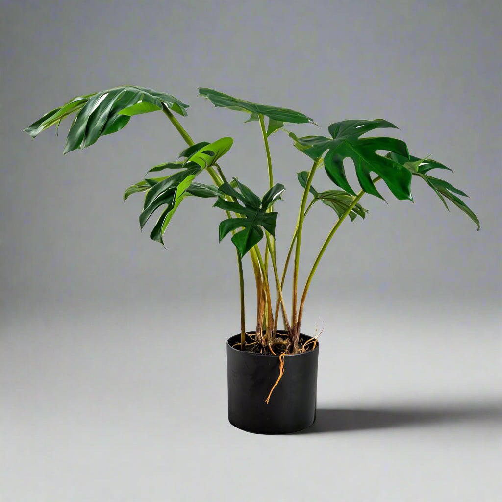 Ornamental Potted Split Philo Leaf Plant* - AF66 - Uneeka