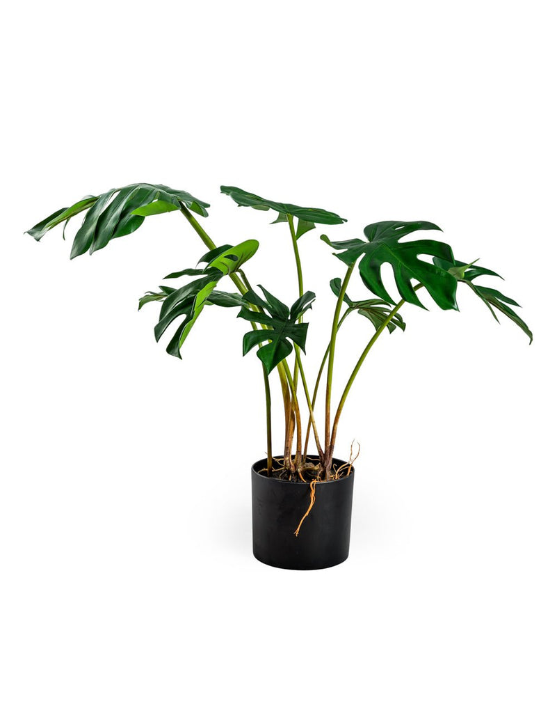 Ornamental Potted Split Philo Leaf Plant* - AF66 - Uneeka