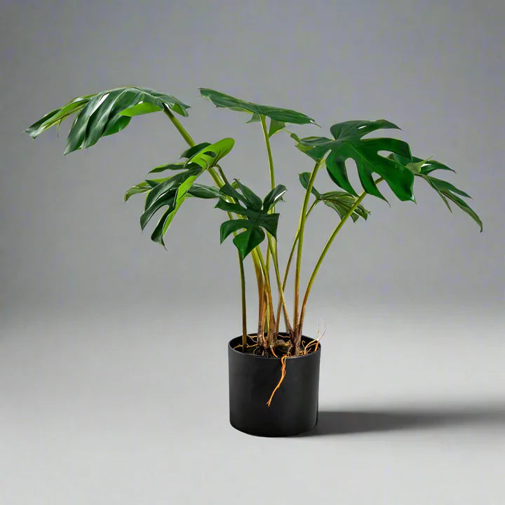 Ornamental Potted Split Philo Leaf Plant* - AF66 - Uneeka