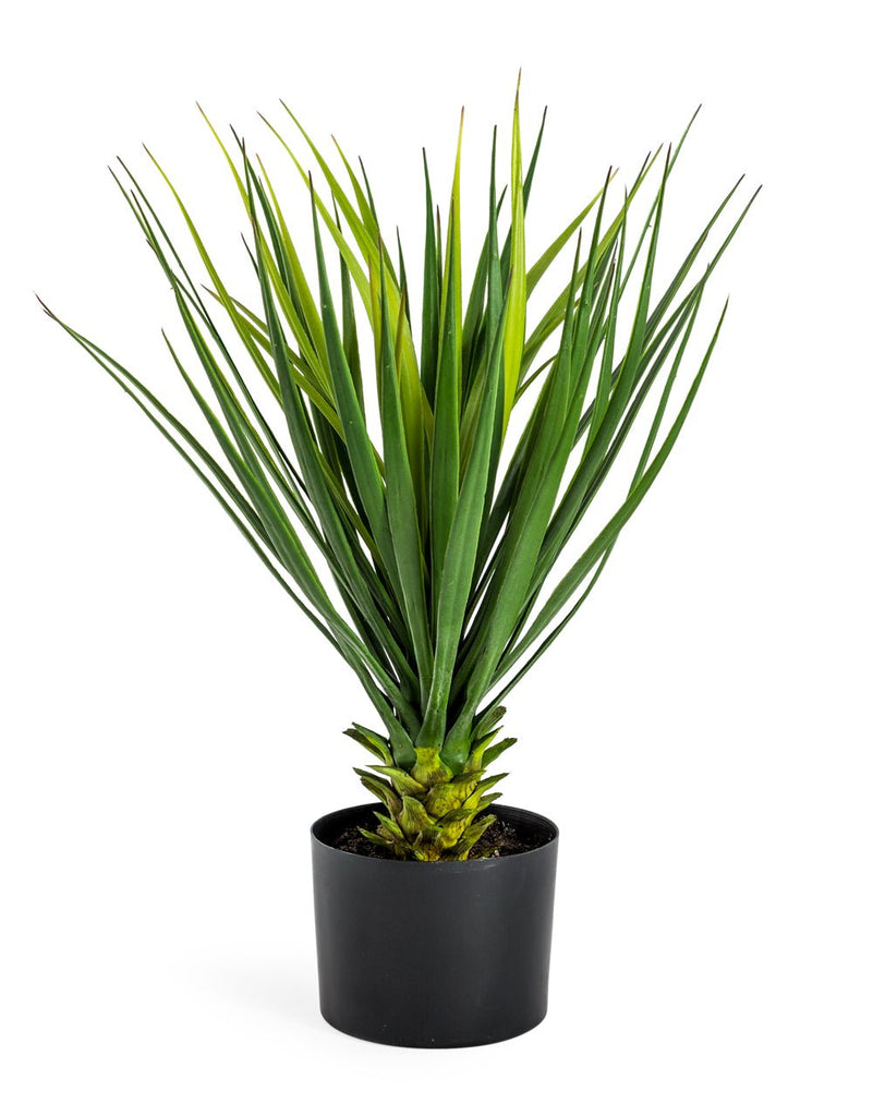 Ornamental Potted Yucca Plant - AF70 - Uneeka