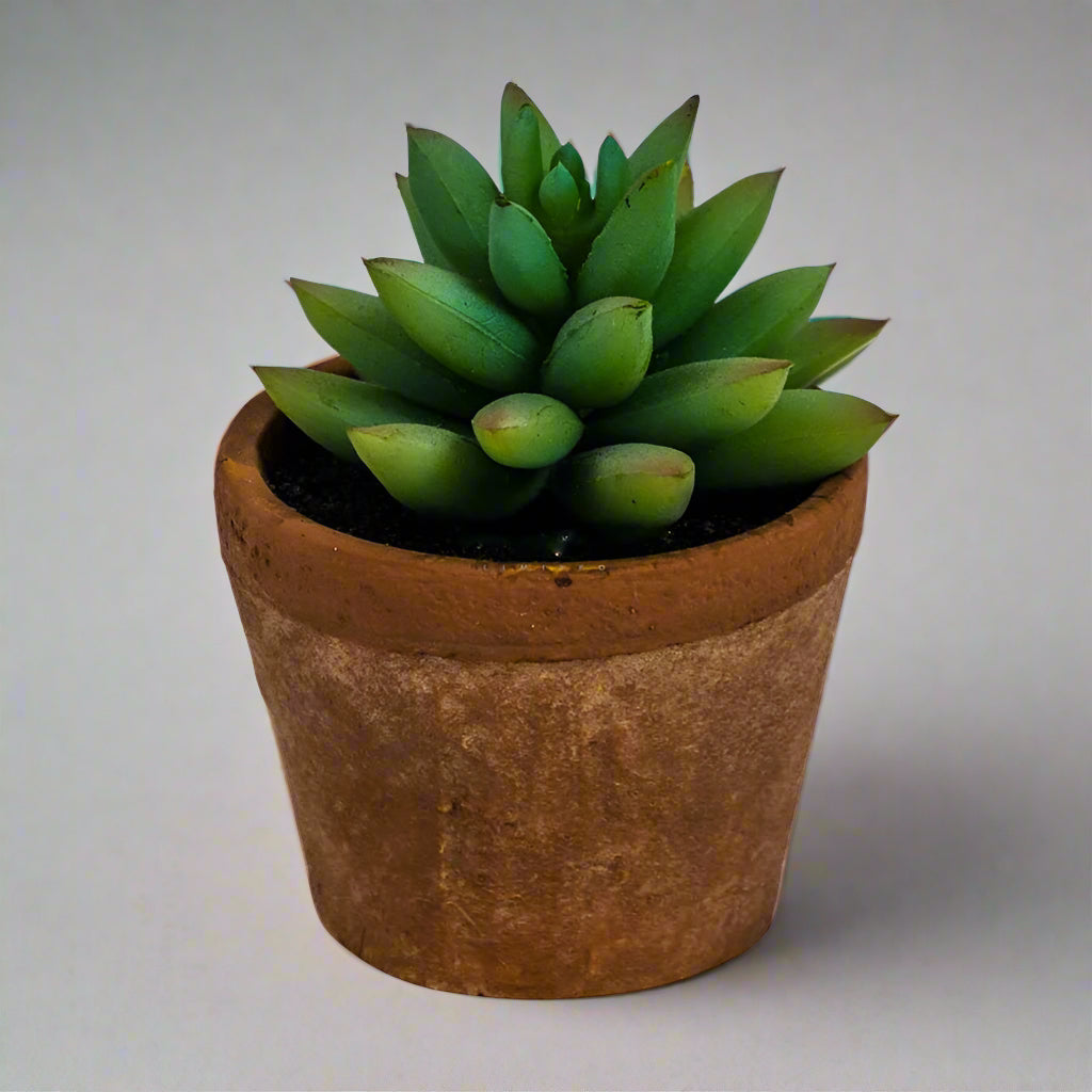 Ornamental Succulent In Terracotta Pot - AF47 - Uneeka