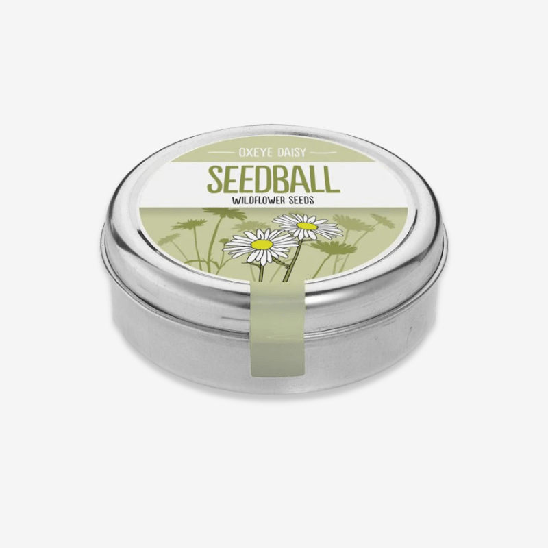 Oxeye Daisy Seedball Tin* - OXE - Uneeka