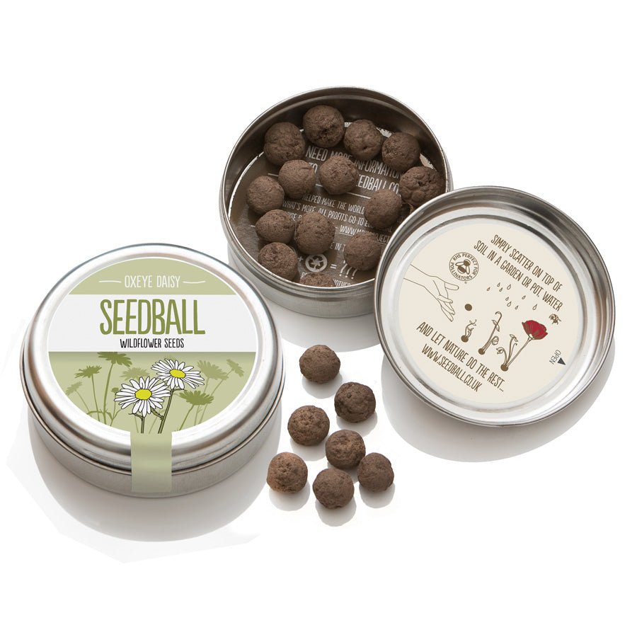 Oxeye Daisy Seedball Tin - OXE - Uneeka