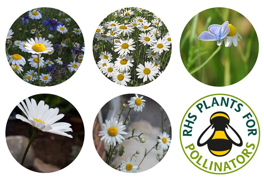 Oxeye Daisy Seedball Tin - OXE - Uneeka