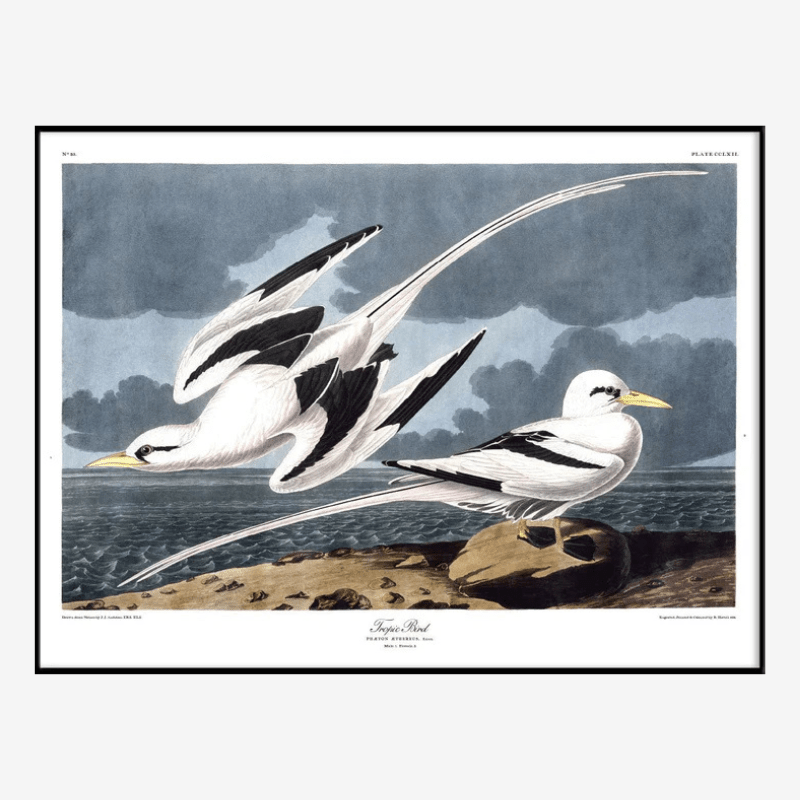 Pair Of Tropic Birds Framed Art Print - BFG 50x70 6529 - Uneeka