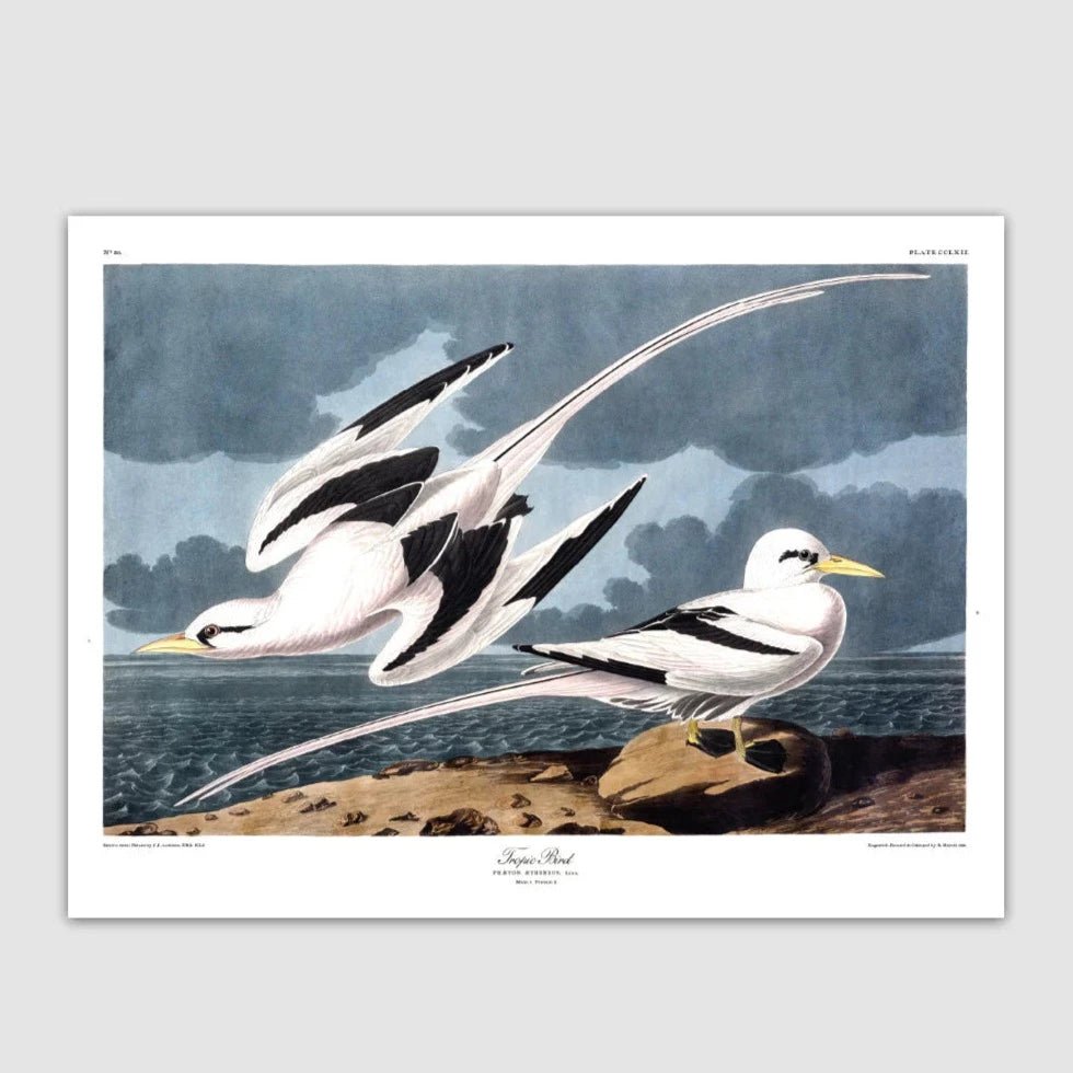 Pair Of Tropic Birds Framed Print - 50x70 6529 - Uneeka