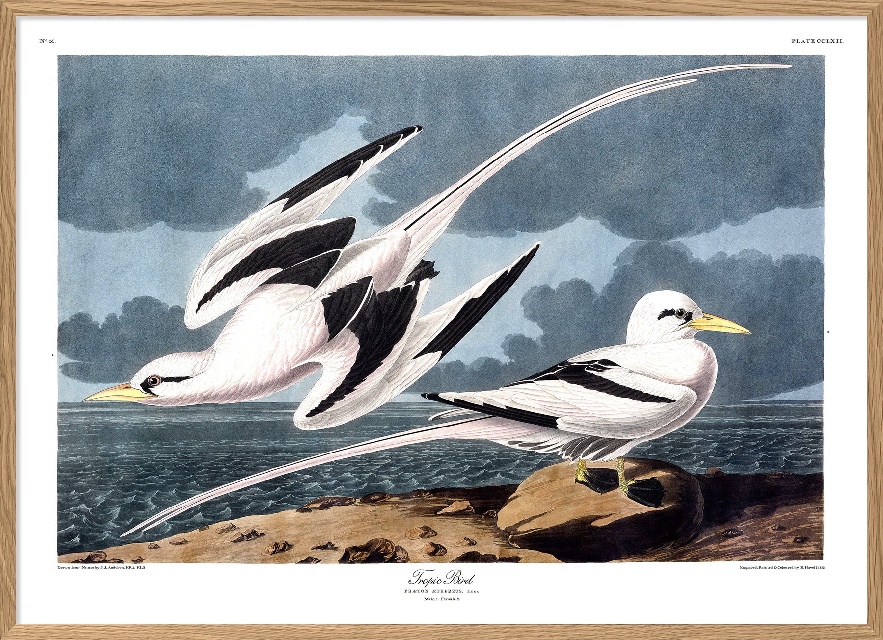 Pair Of Tropic Birds Framed Print - OFG 50x70 6529 - Uneeka