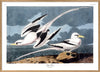 Pair Of Tropic Birds Framed Print - OFG 50x70 6529 - Uneeka