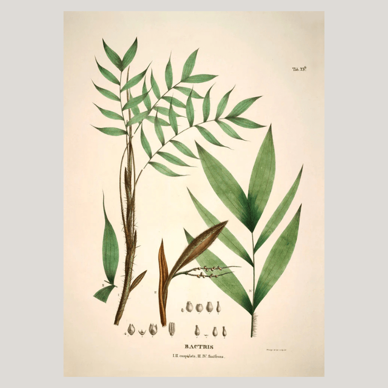 Palm Leaves Framed Art Print - 50x70 3514 - Uneeka