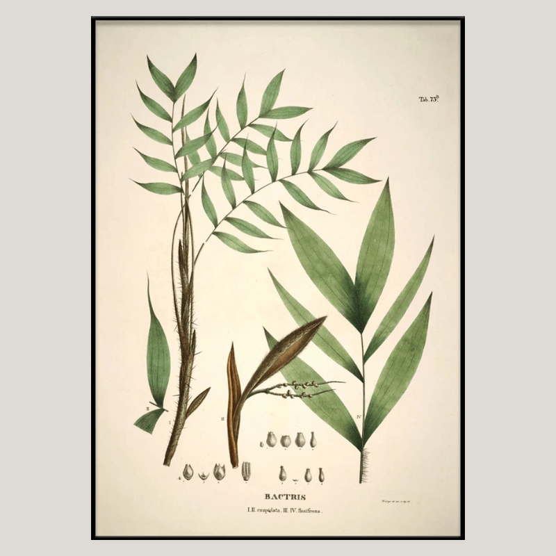 Palm Leaves Framed Art Print - BFG 50x70 3514 - Uneeka