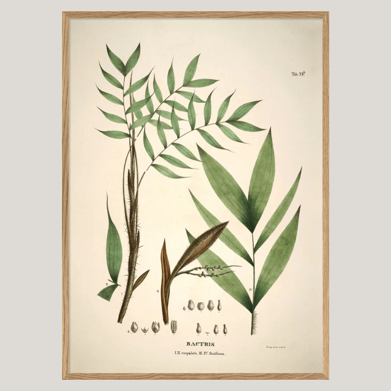 Palm Leaves Framed Art Print - OFG 50x70 3514 - Uneeka