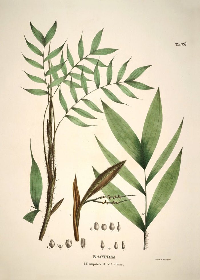 Palm Leaves Framed Art Print - 50x70 3514 - Uneeka