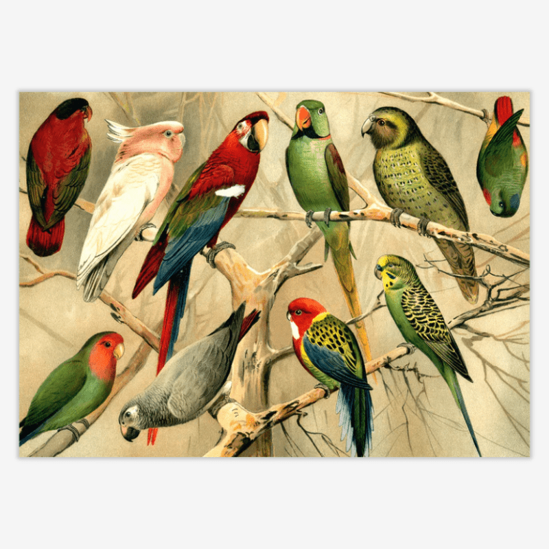 Parrots Framed Art Print - 50x70 2900H - Uneeka