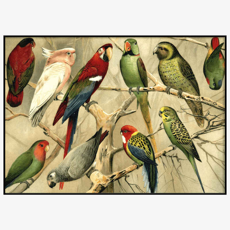 Parrots Framed Art Print - BFG 50x70 2900H - Uneeka