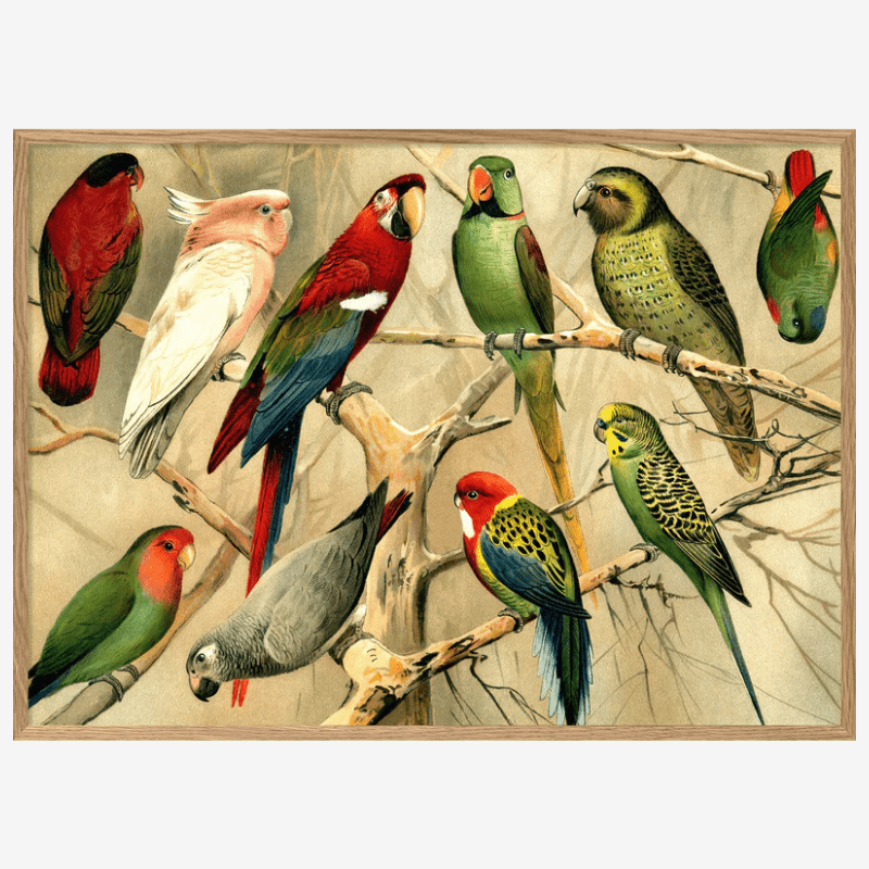 Parrots Framed Art Print - OFG 50x70 2900H - Uneeka