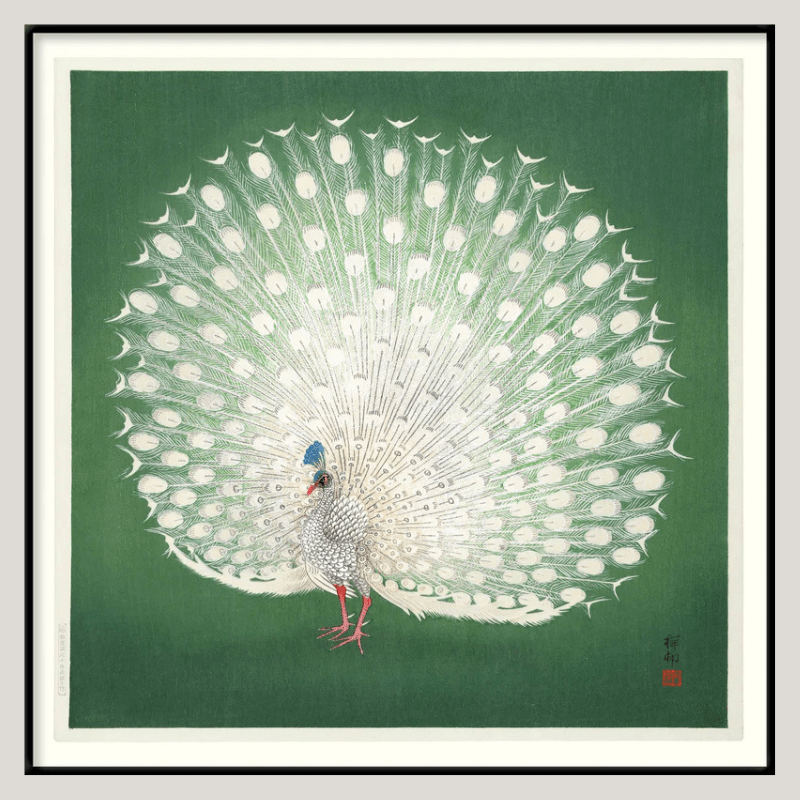 Peacock On Green Framed Print - BFG 30x30 4832 - Uneeka