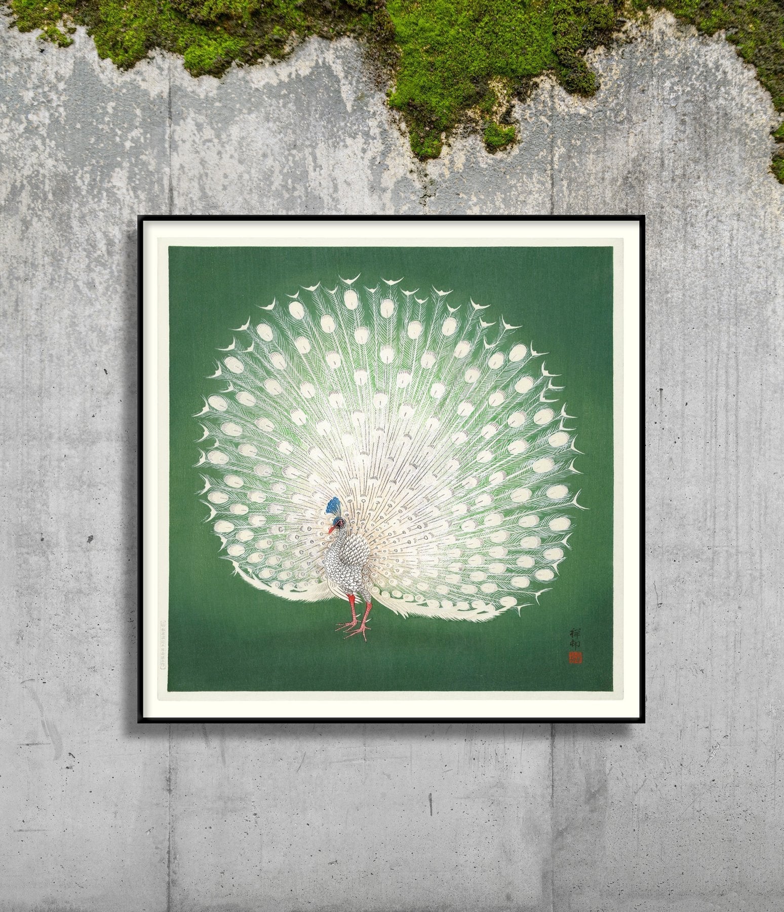 Peacock On Green Framed Print - BFG 30x30 4832 - Uneeka