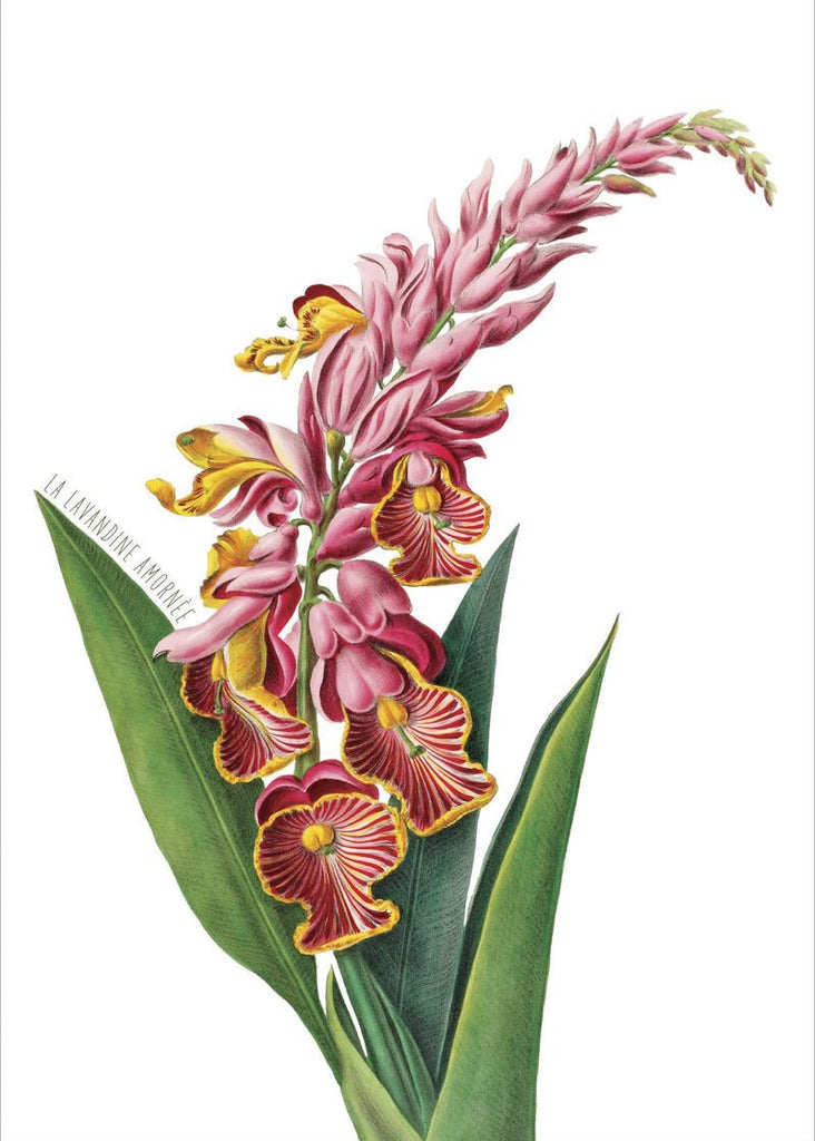 Pink Alpinia Flower Art Print - 50x70 4705 - Uneeka