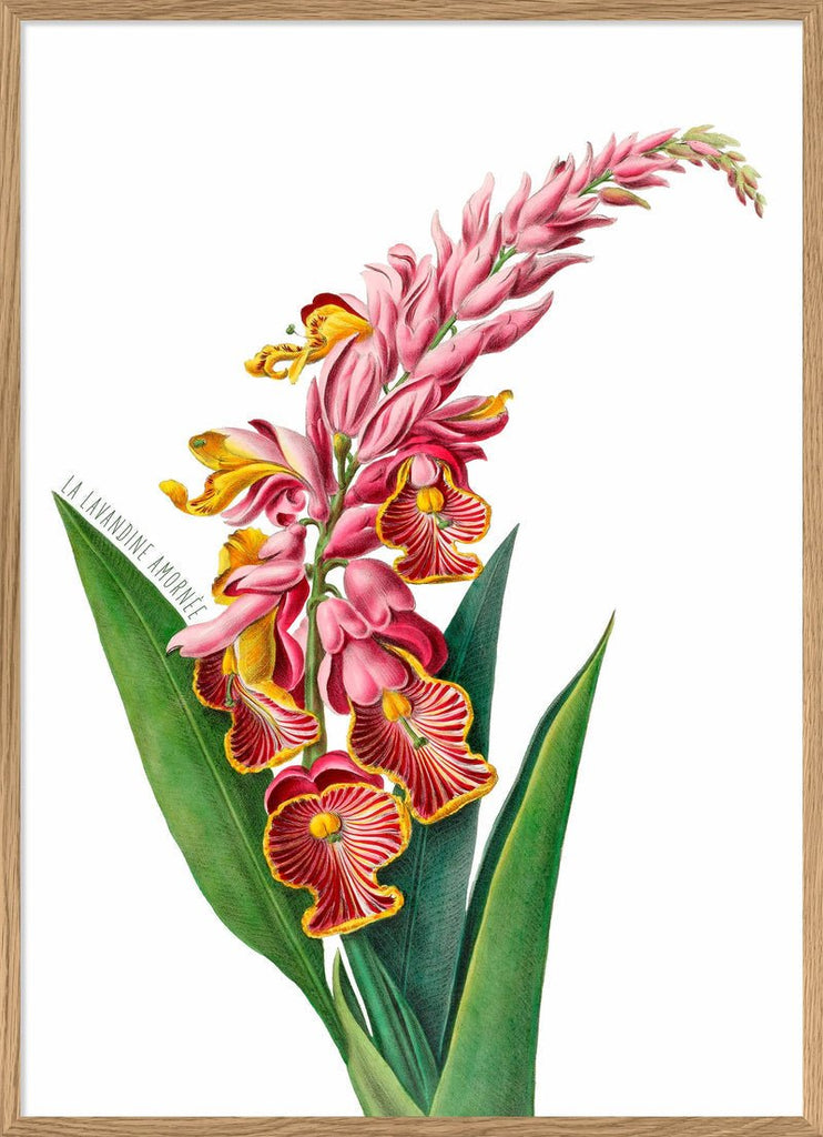 Pink Alpinia Flower Art Print - OFG 50x70 4705 - Uneeka