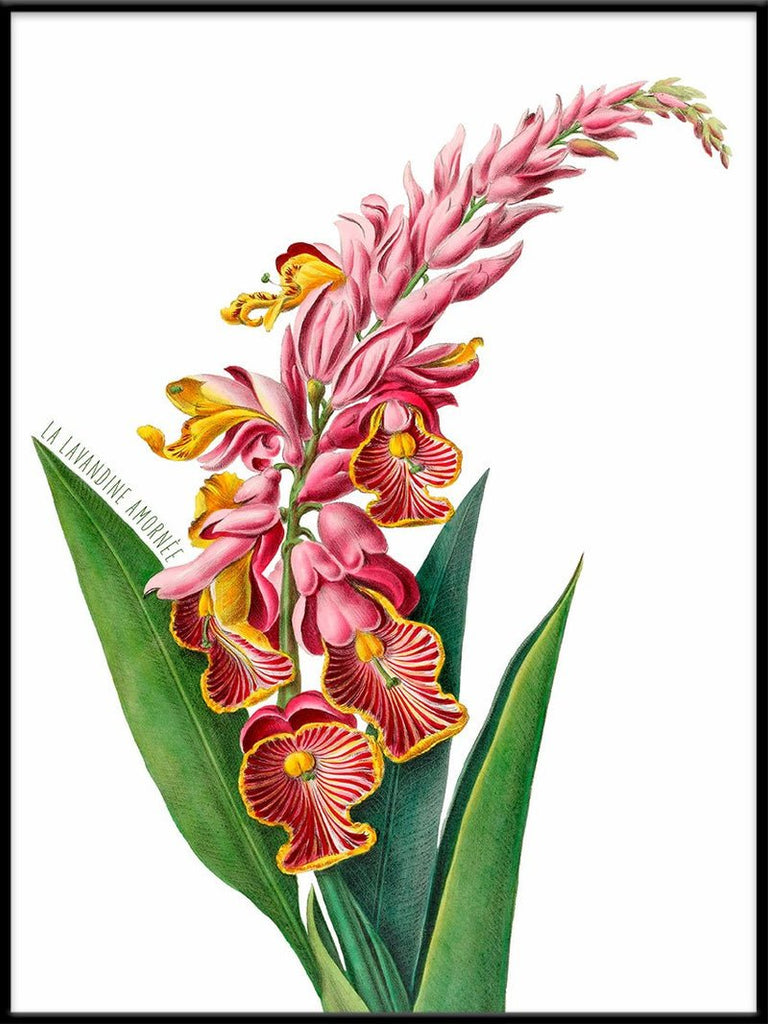 Pink Alpinia Flower Art Print - BFG 50x70 4705 - Uneeka